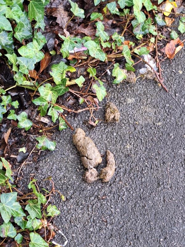Dog fouling on the pavement just North of the layby at the junction of Osborne Road and Farnborough Road, outside the telephone exchange. -Dilara Kebab, Mobile Trader In The Layby Opposite The Aviator Hotel, Farnborough Road, Farnborough, GU14 6NA