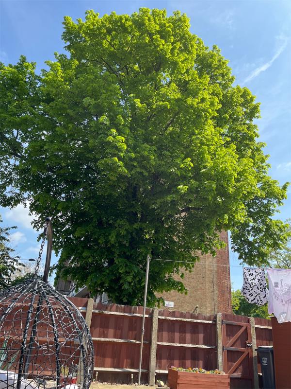 This tree is overgrown and needs to be cut back -29 Adolphus Street, London, SE8 4LU