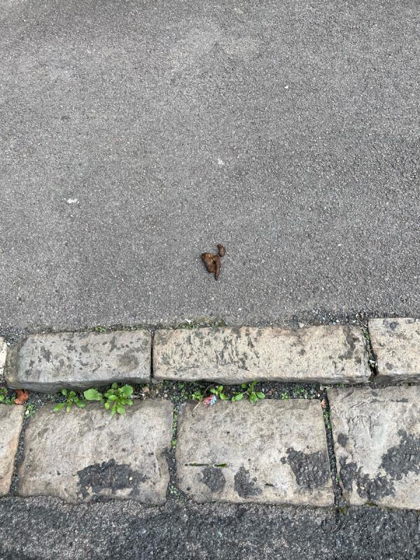 Dog poo outside of number 13 Carey St. Should be removed-18 Carey Street, Reading, RG1 7JS