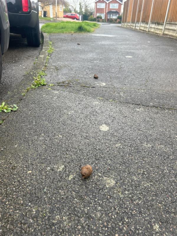 On corner of 14 Park Rise & Trescoe Rise before grass patch.  A trail of droppings from man with two dogs (1 grey Staff & maybe 2 tone mongrel) lives nearby.
Man is white, tall and large build. Time of offence 07:49 am 27/03/24-2 Trescoe Rise, Leicester, LE3 6SP
