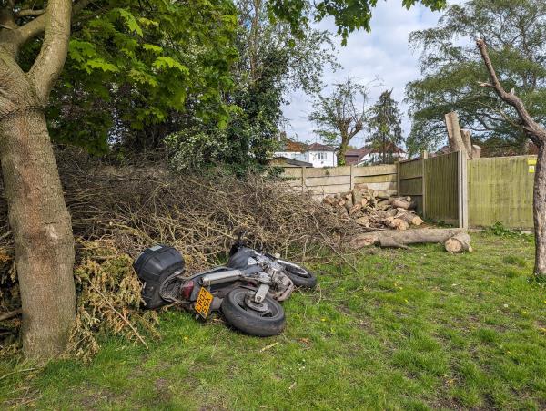 Flytipping of chopped down trees from 38 Exford Road's garden and dumped on council land next to allotments behind 38/36/34 Exford Road's garden fences.-38 Exford Road