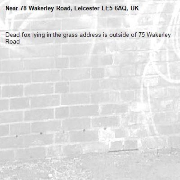 Dead fox lying in the grass address is outside of 75 Wakerley Road -78 Wakerley Road, Leicester LE5 6AQ, UK