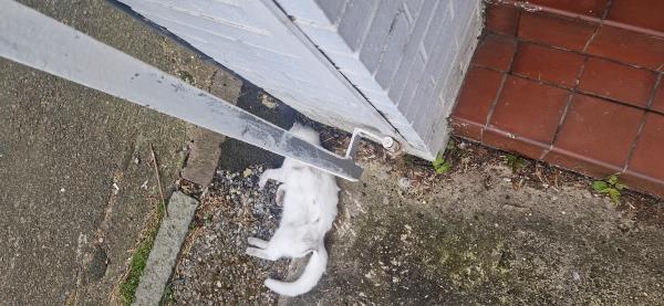 Just arrived at our office and there is a dead cat right outside the gate.-37A, Sparkenhoe Street, Leicester, LE2 0TD