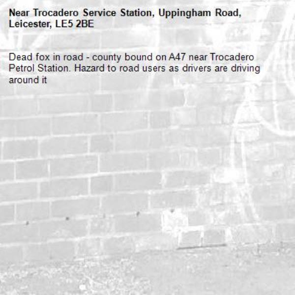 Dead fox in road - county bound on A47 near Trocadero Petrol Station. Hazard to road users as drivers are driving around it-Trocadero Service Station, Uppingham Road, Leicester, LE5 2BE