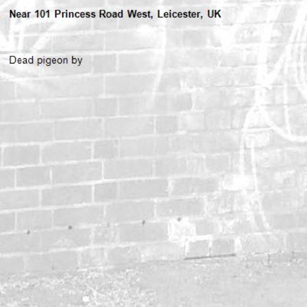 Dead pigeon by -101 Princess Road West, Leicester, UK