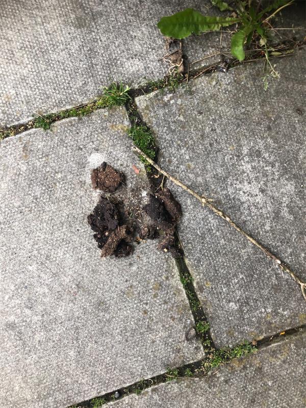 Outside no 392. Please clear dog fouling-388 Downham Way, Bromley, BR1 5NR