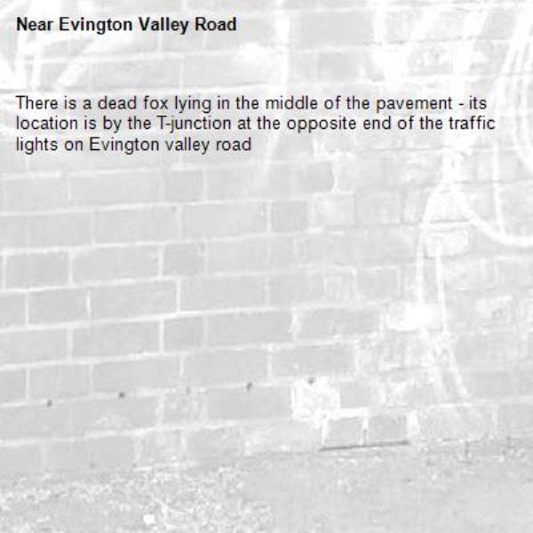 There is a dead fox lying in the middle of the pavement - its location is by the T-junction at the opposite end of the traffic lights on Evington valley road -Evington Valley Road