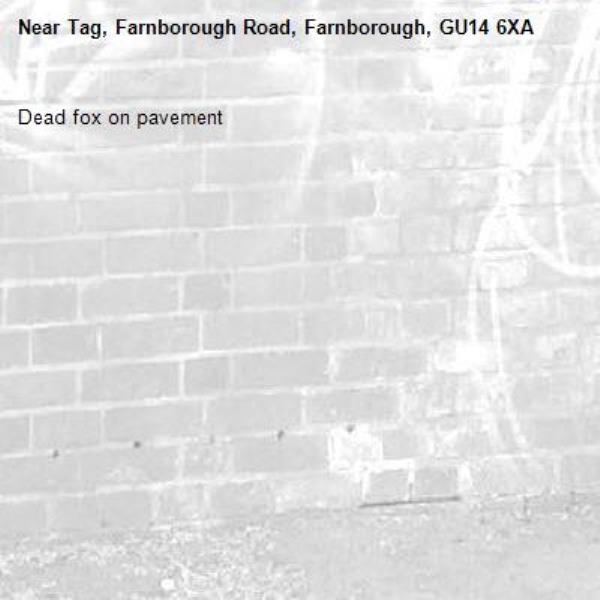 Dead fox on pavement -Tag, Farnborough Road, Farnborough, GU14 6XA