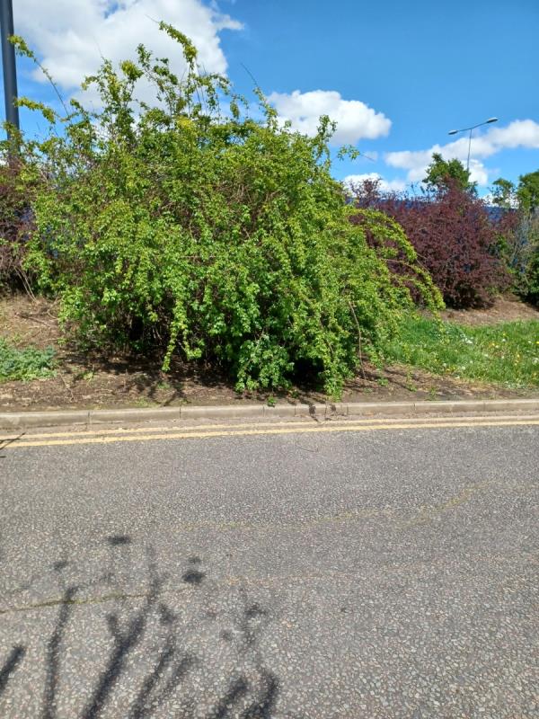 Can the council arrange to have this hedge cut back  opposite 39 Evelyn Dennington Road Beckton. As you can see from the photo it is growing over the  road  and is a hazard to  cars  who have  to swerve  around  it.thanks -37 Evelyn Denington Road, Beckton, London, E6 5YJ