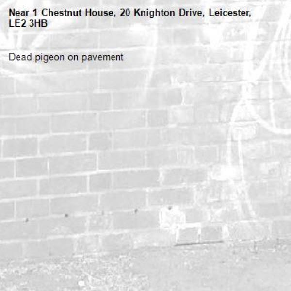 Dead pigeon on pavement -1 Chestnut House, 20 Knighton Drive, Leicester, LE2 3HB