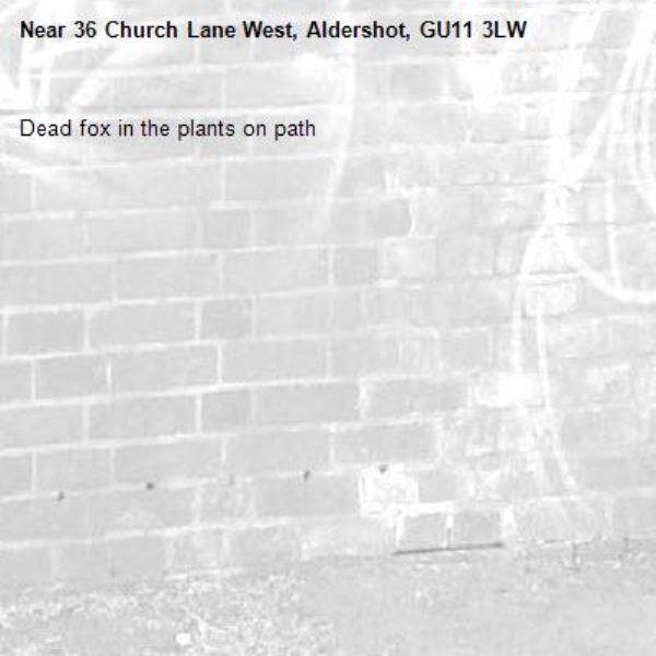 Dead fox in the plants on path-36 Church Lane West, Aldershot, GU11 3LW