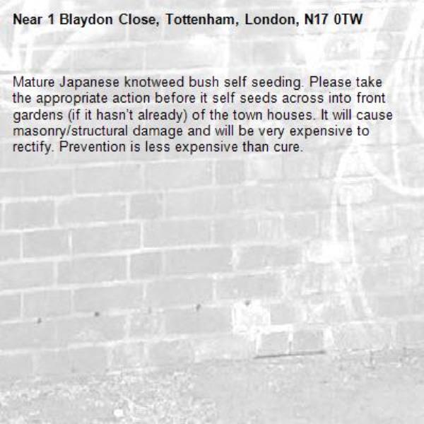 Mature Japanese knotweed bush self seeding. Please take the appropriate action before it self seeds across into front gardens (if it hasn’t already) of the town houses. It will cause masonry/structural damage and will be very expensive to rectify. Prevention is less expensive than cure. -1 Blaydon Close, Tottenham, London, N17 0TW