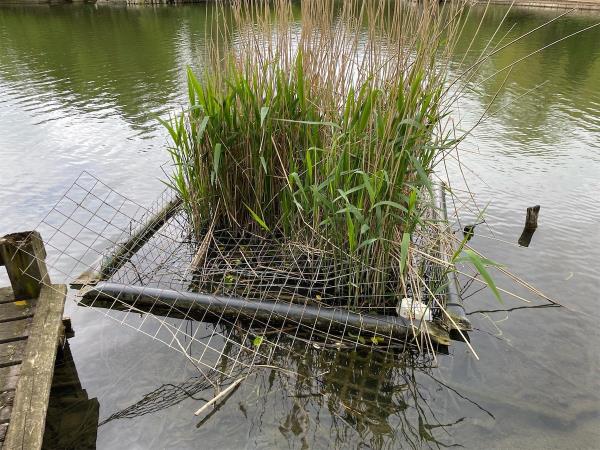 floating reed beds in the lake that should be secured in the  middle of the lake. Also are broken and need repairing very dangerous for the wildlife and people -Beckton District Park