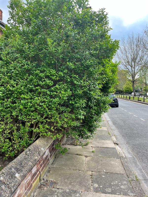 Hugely overgrown shrub, pavement impassable. Number 
 Allington Avenue -22 Allington Avenue, Tottenham, London, N17 8JE