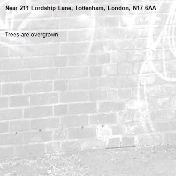 Trees are overgrown -211 Lordship Lane, Tottenham, London, N17 6AA