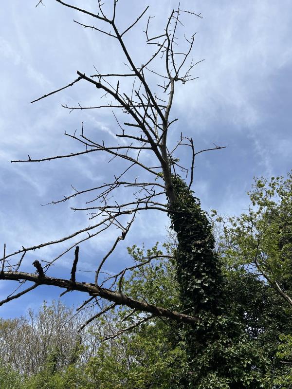 There is a very tall, dead tree overhanging our garden and the branches are falling into our garden. I have two very young children and it is not safe. I believe the tree is in the parkland walk. It needs sorting asap. -Ground floor, 14 Mount Pleasant Villas, Hornsey, London, N4 4HD