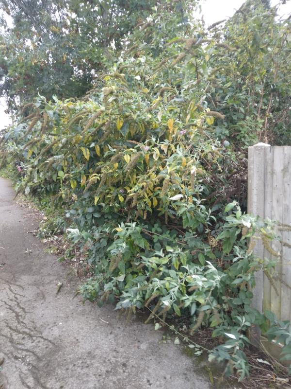 Asked to report this bush over growning onto pathway.  Looks like ir growing between the end houses maybe in a no mans land area .-59 Beverley Road, Tilehurst, Reading, RG31 5PT