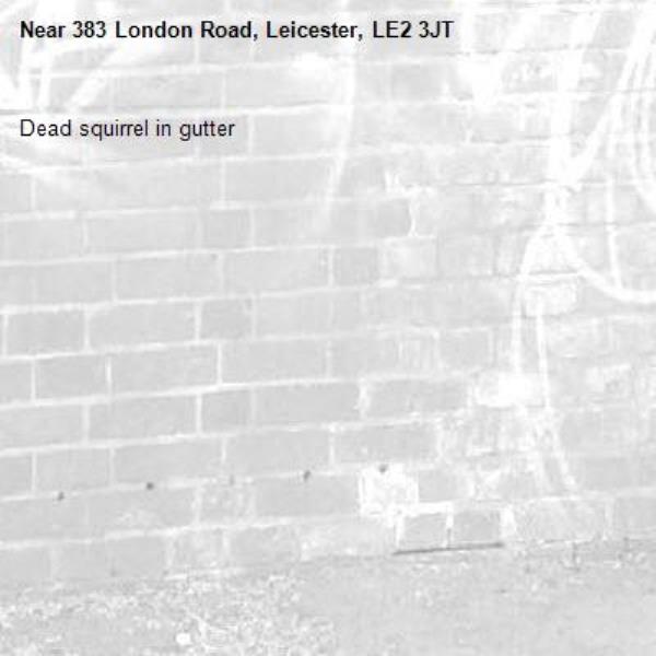 Dead squirrel in gutter -383 London Road, Leicester, LE2 3JT