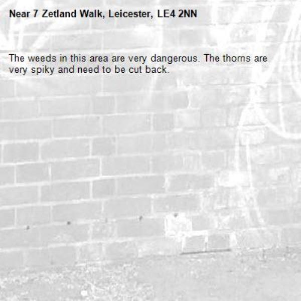 The weeds in this area are very dangerous. The thorns are very spiky and need to be cut back. -7 Zetland Walk, Leicester, LE4 2NN