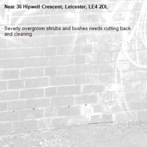 Severly overgrown shrubs and bushes needs cutting back and cleaning-36 Hipwell Crescent, Leicester, LE4 2DL