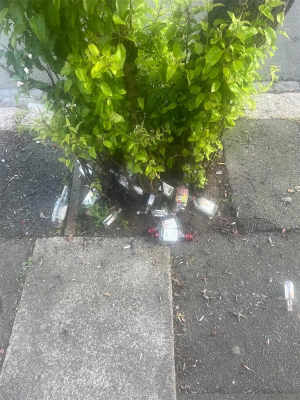 Loads of vodka bottles all in a tree pit. -51 Patrick Road, Plaistow, London, E13 9QA