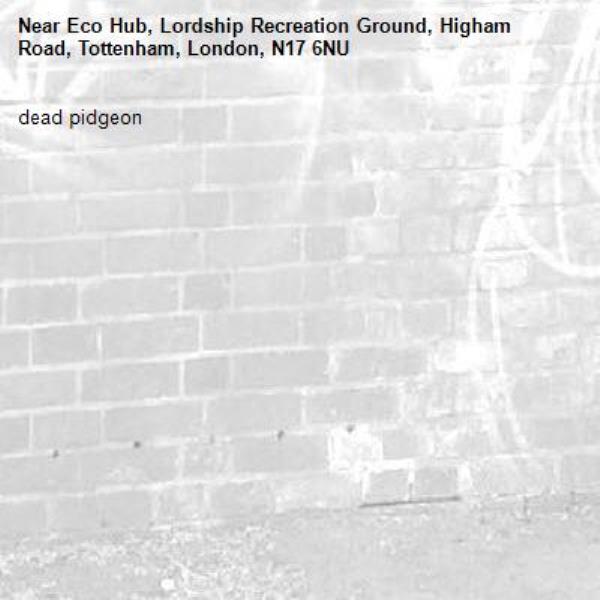 dead pidgeon-Eco Hub, Lordship Recreation Ground, Higham Road, Tottenham, London, N17 6NU