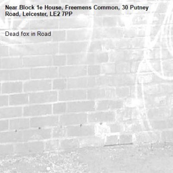 Dead fox in Road-Block 1e House, Freemens Common, 30 Putney Road, Leicester, LE2 7PP