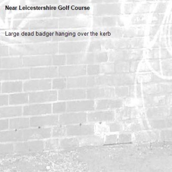 Large dead badger hanging over the kerb -Leicestershire Golf Course