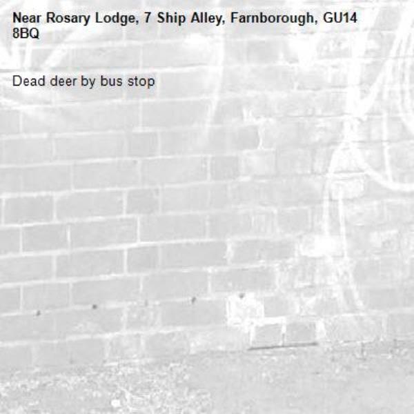 Dead deer by bus stop -Rosary Lodge, 7 Ship Alley, Farnborough, GU14 8BQ