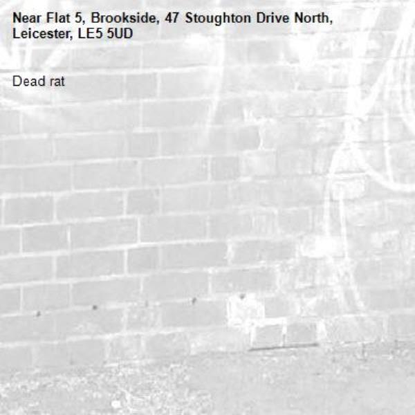 Dead rat -Flat 5, Brookside, 47 Stoughton Drive North, Leicester, LE5 5UD