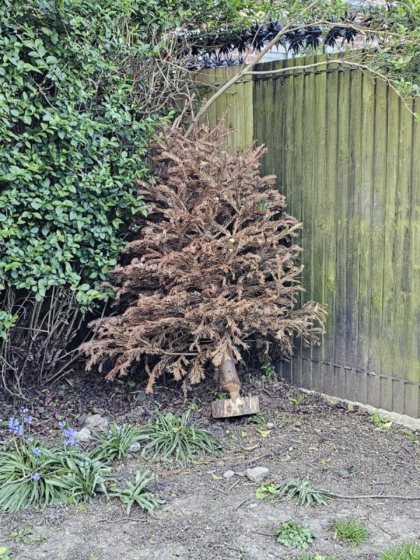 Dumped Christmas tree-115 Perth Road, Wood Green, London, N22 5QH