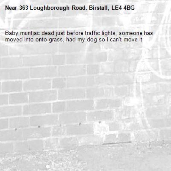 Baby muntjac dead just before traffic lights, someone has moved into onto grass, had my dog so I can't move it-363 Loughborough Road, Birstall, LE4 4BG