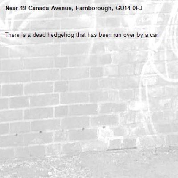 There is a dead hedgehog that has been run over by a car-19 Canada Avenue, Farnborough, GU14 0FJ