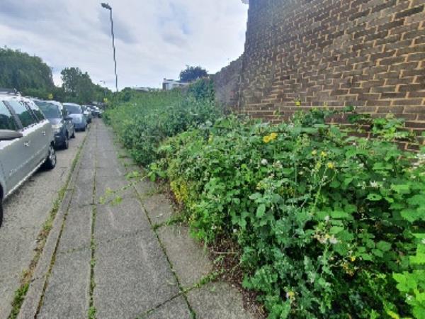 long plant with thorn has over grown and affecting people to walk on pavement. specially on school time where childrens were walking. Also common nettle has over grown and made difficult to walk.-105 AUSTEN, Farnborough, GU14 8LQ