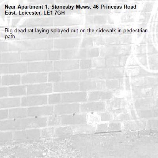 Big dead rat laying splayed out on the sidewalk in pedestrian path -Apartment 1, Stonesby Mews, 46 Princess Road East, Leicester, LE1 7GH
