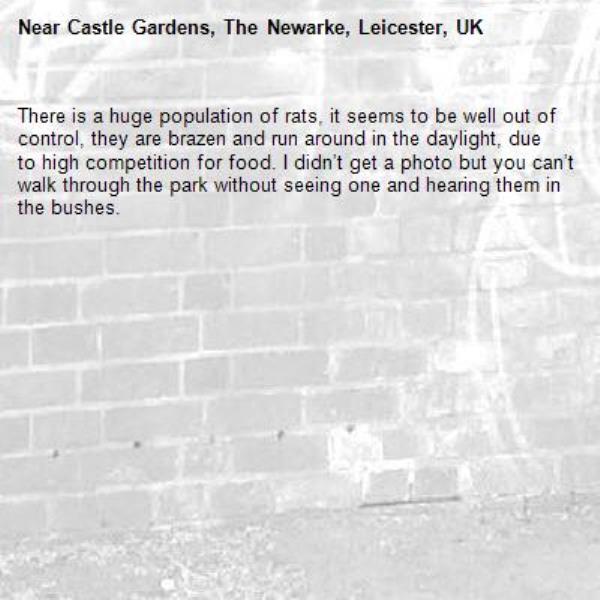 There is a huge population of rats, it seems to be well out of control, they are brazen and run around in the daylight, due to high competition for food. I didn’t get a photo but you can’t walk through the park without seeing one and hearing them in the bushes.-Castle Gardens, The Newarke, Leicester, UK
