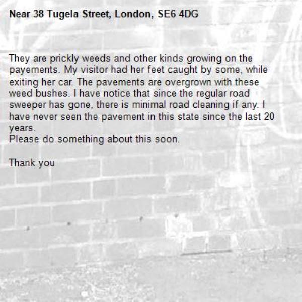 They are prickly weeds and other kinds growing on the payements. My visitor had her feet caught by some, while exiting her car. The pavements are overgrown with these weed bushes. I have notice that since the regular road sweeper has gone, there is minimal road cleaning if any. I have never seen the pavement in this state since the last 20 years.
Please do something about this soon.

Thank you-38 Tugela Street, London, SE6 4DG