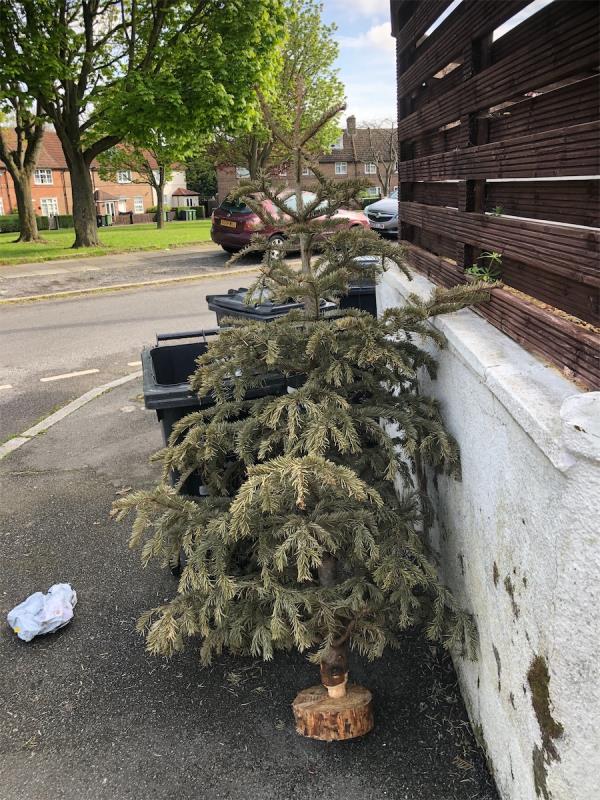 Please clear a Christmas tree-Flat 1 Ground Floor, 30 Arcus Road, Bromley, BR1 4NW