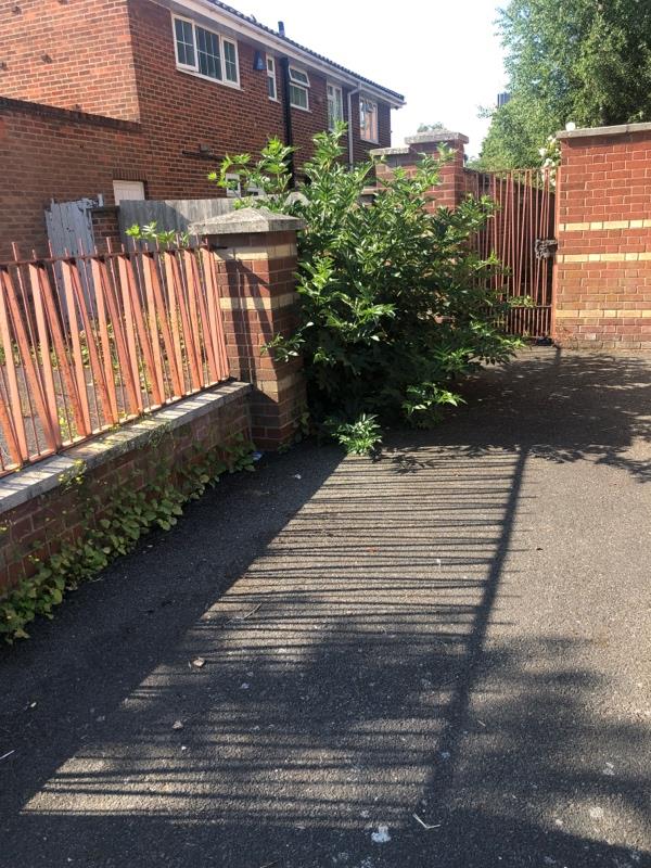 This shrub has still not been cut -59 Taylor Road, Leicester, LE1 2JP