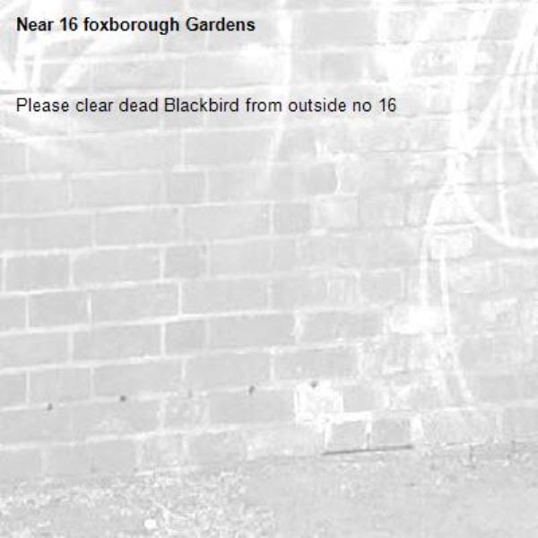 Please clear dead Blackbird from outside no 16-16 foxborough Gardens