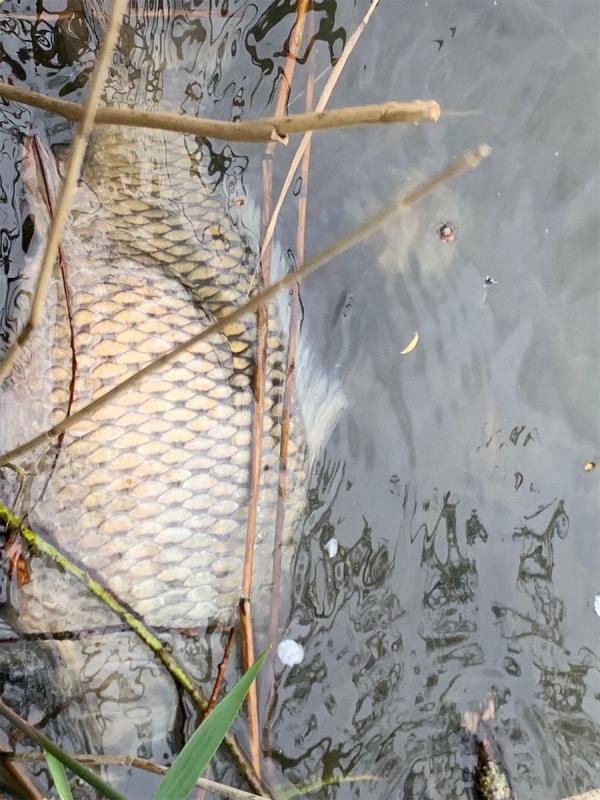 Dead fish and litter in lake -Beckton District Park