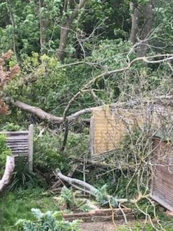 Very large fallen tree in parkland walk behind 81 Muswell Hill Place N10 3RP has fallen 17.15 ON 29TH April 2024  , smashing fence panel and damaging garden shed -81 Muswell Hill Place, Hornsey, London, N10 3RP