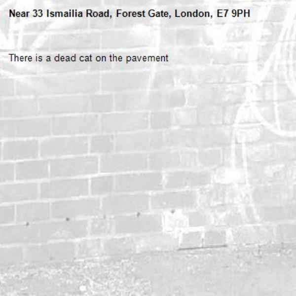 There is a dead cat on the pavement -33 Ismailia Road, Forest Gate, London, E7 9PH