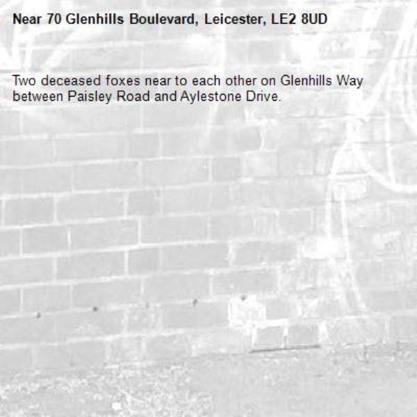 Two deceased foxes near to each other on Glenhills Way between Paisley Road and Aylestone Drive.
-70 Glenhills Boulevard, Leicester, LE2 8UD