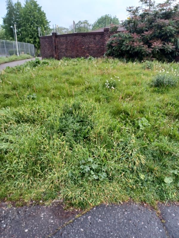 Can the council arrange for the grass to be  cut  around  Mary Rose  Square  Beckton  between  Asda  and  Kingsford  Secondary school. As you can see from the photo  it  is terrible  and is in need of cutting  urgently .thanks -26 Peridot Street, Beckton, London, E6 5LZ
