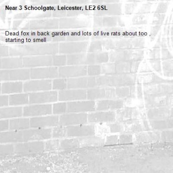 Dead fox in back garden and lots of live rats about too , starting to smell -3 Schoolgate, Leicester, LE2 6SL