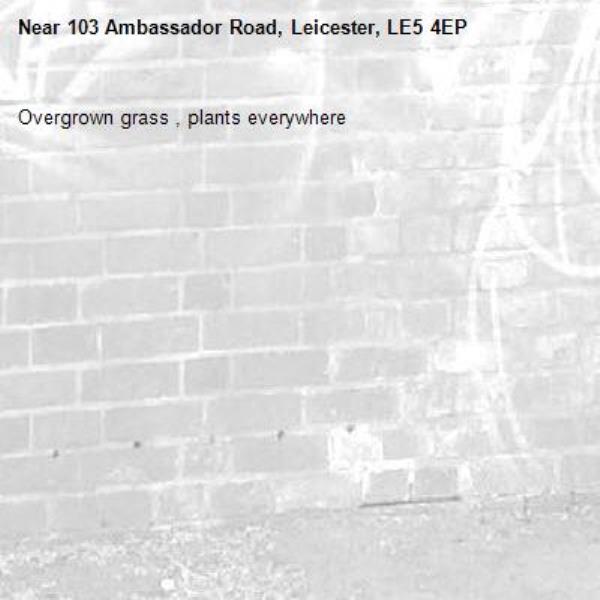 Overgrown grass , plants everywhere -103 Ambassador Road, Leicester, LE5 4EP