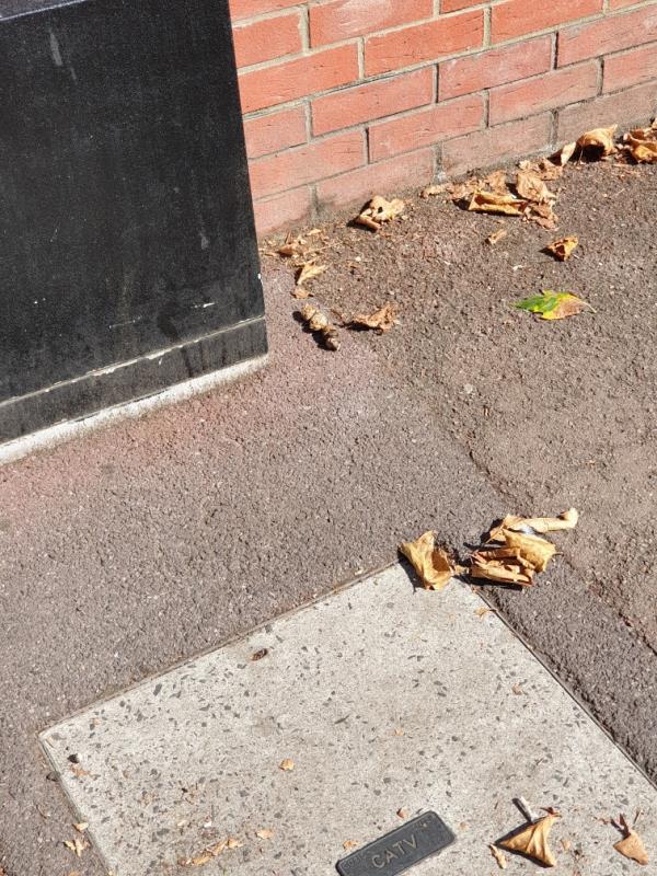 Dog fouling outside 93 Lathom Road please clean thanks this is a ongoing issue -91 Lathom Road, East Ham, E6 2EB