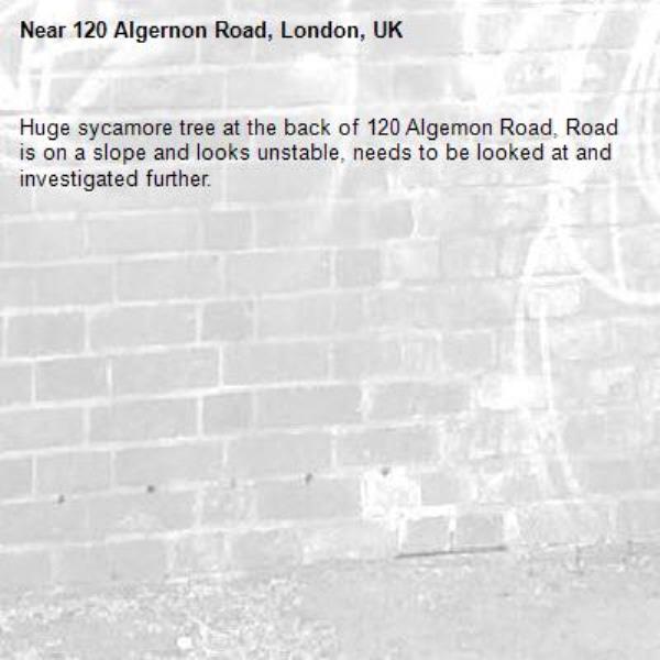 Huge sycamore tree at the back of 120 Algemon Road, Road is on a slope and looks unstable, needs to be looked at and investigated further.-120 Algernon Road, London, UK