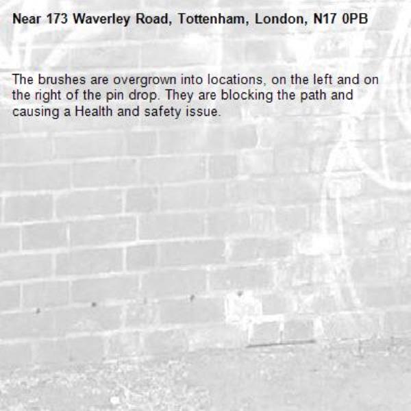 The brushes are overgrown into locations, on the left and on the right of the pin drop. They are blocking the path and causing a Health and safety issue.-173 Waverley Road, Tottenham, London, N17 0PB